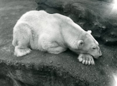 Un ours polaire reposant la tête sur sa patte au zoo de Londres, octobre 1920 - Frederick William Bond